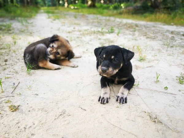 Ormanda Sevimli Vahşi Köpek Yavruları — Stok fotoğraf