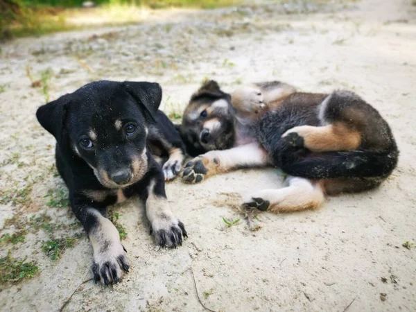 Ormanda Sevimli Vahşi Köpek Yavruları — Stok fotoğraf