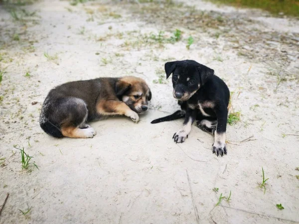 Chiots Sauvages Mignons Forêt — Photo