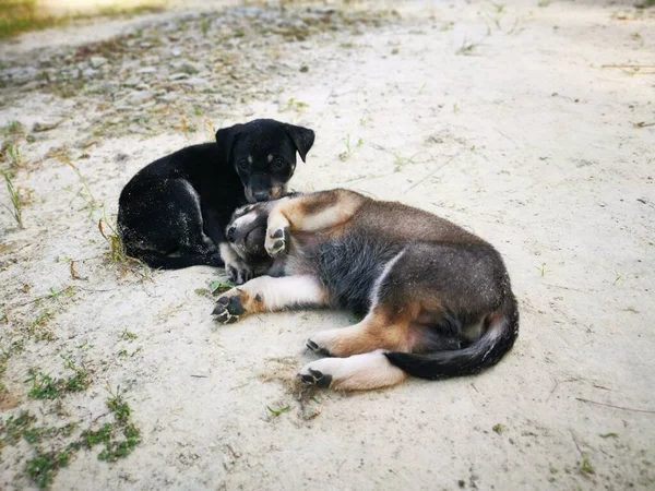 Chiots Sauvages Mignons Forêt — Photo