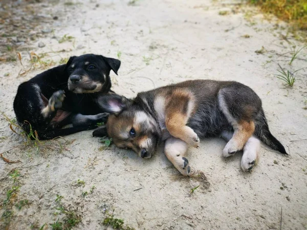 Cute Wild Puppies Forest — Stock Photo, Image