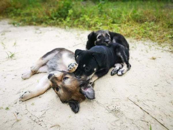 Schattige Wilde Puppies Het Bos — Stockfoto