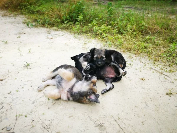 귀여운 강아지들 — 스톡 사진