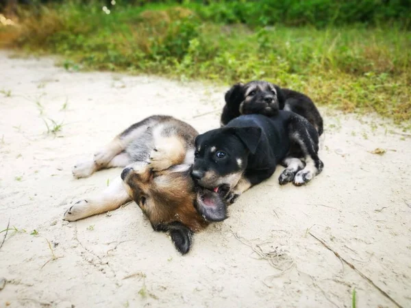 Lindos Cachorros Salvajes Bosque —  Fotos de Stock