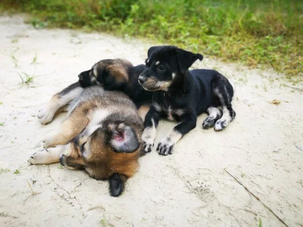 Chiots Sauvages Mignons Forêt — Photo