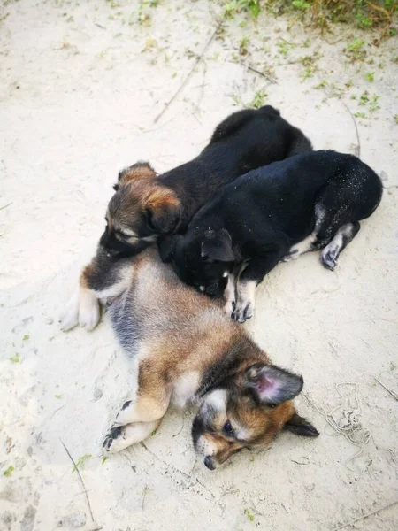 Cachorros Selvagens Bonitos Floresta — Fotografia de Stock