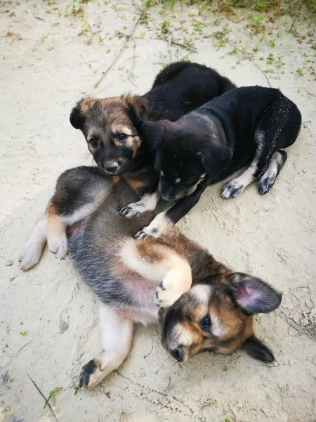 Chiots Sauvages Mignons Forêt — Photo