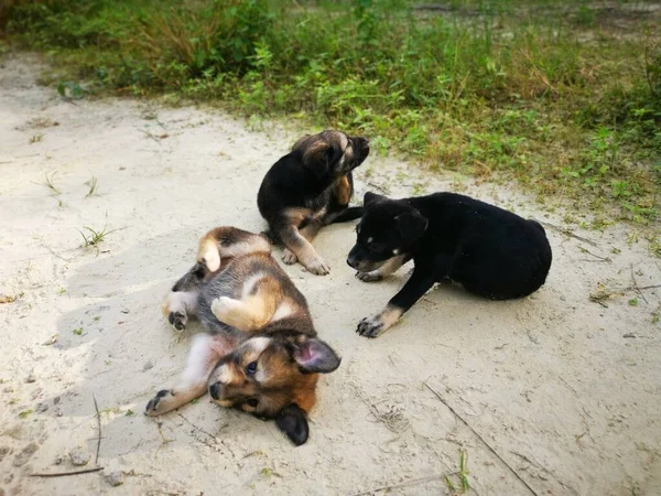 Cachorros Selvagens Bonitos Floresta — Fotografia de Stock