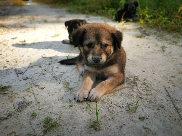 Roztomilá Divoká Štěňátka Lese — Stock fotografie