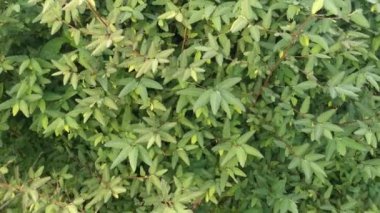 Aeschynomene americana ot bitkisinin güzel yeşil çalılarının görüntüleri.. 