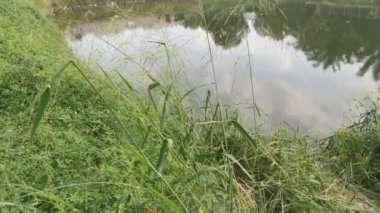 Sahildeki yeşilliğin görüntüleri ve sabah gökyüzündeki gölün yansıması..