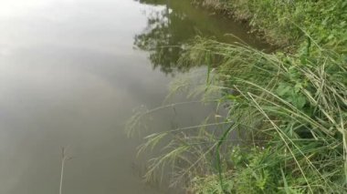 Sahildeki yeşilliğin görüntüleri ve sabah gökyüzündeki gölün yansıması..