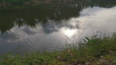 Sahildeki yaprakların zaman geçişi ve sabah gökyüzündeki göletin yansıması..