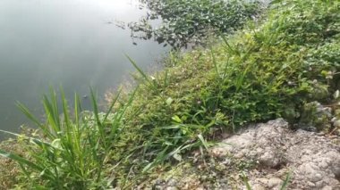 Sahildeki yeşilliğin görüntüleri ve sabah gökyüzündeki gölün yansıması..