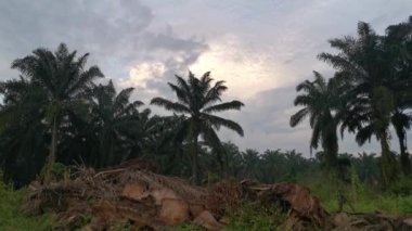 Kırsal kesimde sabahın erken saatlerinde gün doğumu gökyüzü.