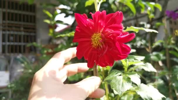 Imágenes Hermosa Flor Roja Dalia — Vídeo de stock