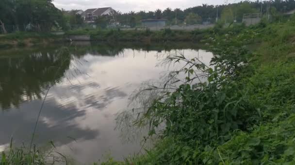 Imagens Folhagem Longo Banco Reflexão Sobre Lagoa Céu Manhã — Vídeo de Stock