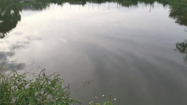 Filmaufnahmen Vom Laub Ufer Und Der Spiegelung Des Teiches Morgenhimmel — Stockvideo