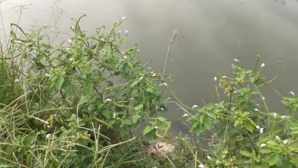 Footage Foliage Bank Reflection Pond Morning Sky — Stock Video
