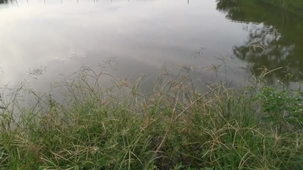 Filmaufnahmen Vom Laub Ufer Und Der Spiegelung Des Teiches Morgenhimmel — Stockvideo