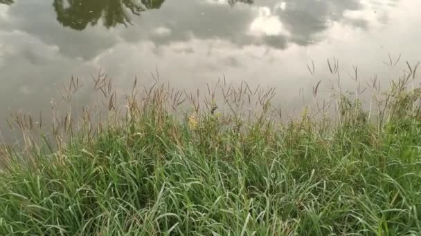 Imagens Folhagem Longo Banco Reflexão Sobre Lagoa Céu Manhã — Vídeo de Stock