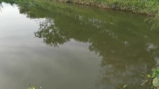 Footage Foliage Bank Reflection Pond Morning Sky — Stock Video