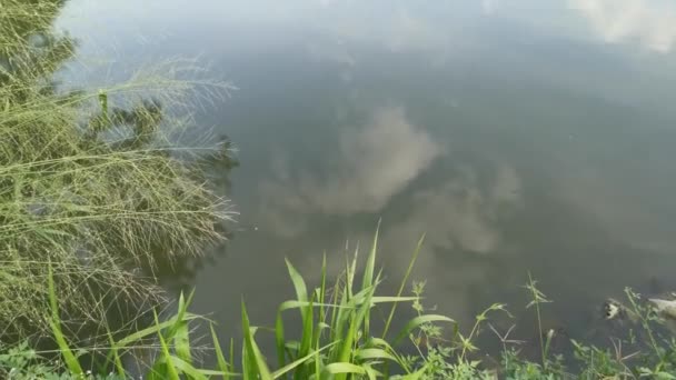 Imagens Folhagem Longo Banco Reflexão Sobre Lagoa Céu Manhã — Vídeo de Stock