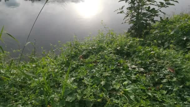 Footage Foliage Bank Reflection Pond Morning Sky — Stock Video