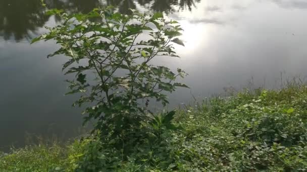 Imagens Folhagem Longo Banco Reflexão Sobre Lagoa Céu Manhã — Vídeo de Stock