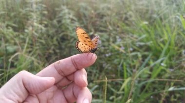 Güzel, tawny coster kelebeğinin görüntüleri..