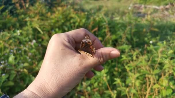 Metraje Hermosa Mariposa Pavo Real Pansy — Vídeos de Stock