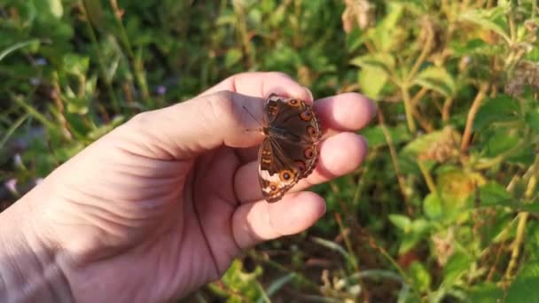 Aufnahmen Des Schönen Stiefmütterchen Schmetterlings — Stockvideo