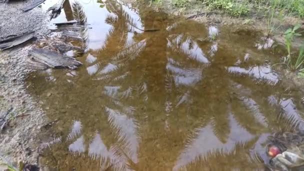 Footage Stagnant Pool Rain Water Rural Gravel Road — Stock Video