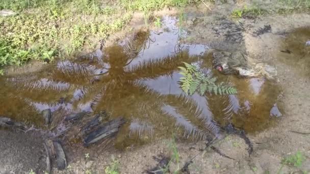 Záběry Stojaté Kaluže Dešťové Vody Štěrkové Cestě Venkově — Stock video