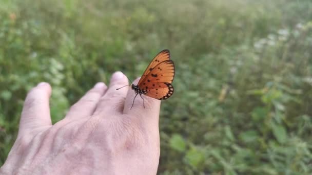 Imágenes Hermosa Mariposa Coster Tawny — Vídeo de stock