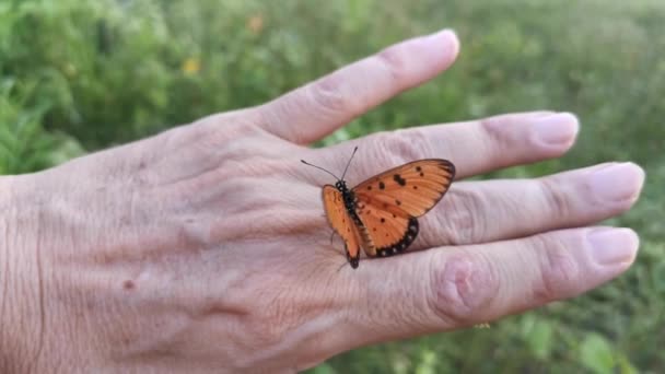 Beeldmateriaal Van Prachtige Tawny Coster Vlinder — Stockvideo