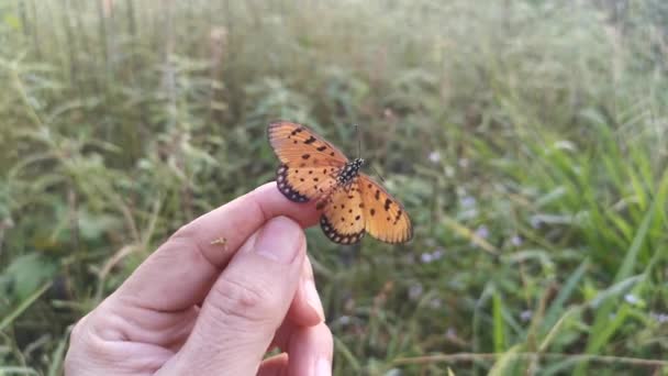 Bilder Den Vackra Fjärilen Tawny Coster — Stockvideo