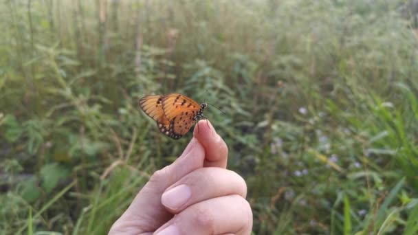 Footage Beautiful Tawny Coster Butterfly — Stock Video