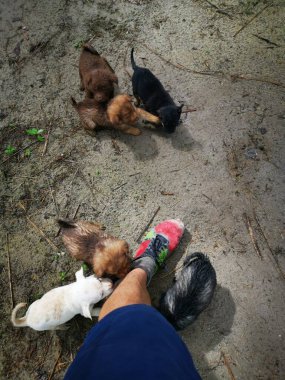 Çiftlikteki oynak sokak köpeklerinin etkinliği 