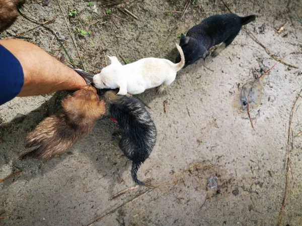 Activity Playful Stray Puppies Plantation — Stock Photo, Image