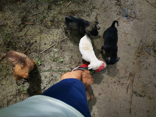 Actividad Los Cachorros Callejeros Juguetones Plantación — Foto de Stock