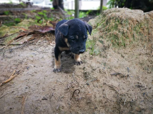 Activité Des Chiots Errants Ludiques Plantation — Photo