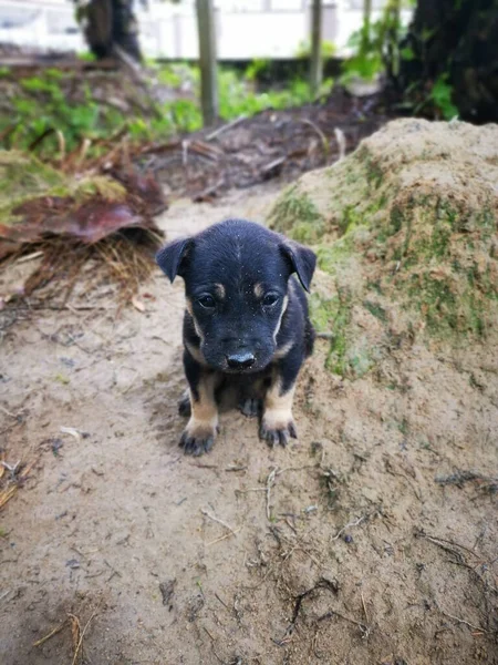 Çiftlikteki Oynak Sokak Köpeklerinin Etkinliği — Stok fotoğraf