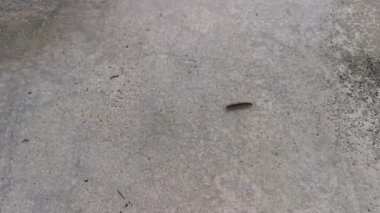 Sarı benekli kırkayağın görüntüleri.
