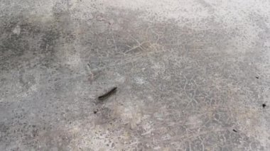 Sarı benekli kırkayağın görüntüleri.