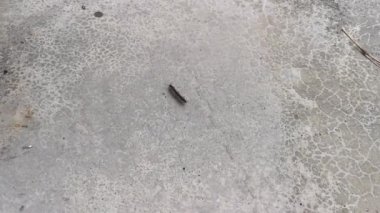 Sarı benekli kırkayağın görüntüleri.
