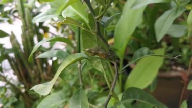 Kireç dalındaki pupae Papilio demoleus 'un görüntüleri