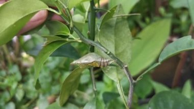 Kireç dalındaki pupae Papilio demoleus 'un görüntüleri