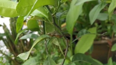 Kireç dalındaki pupae Papilio demoleus 'un görüntüleri