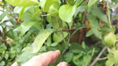 Kireç dalındaki pupae Papilio demoleus 'un görüntüleri